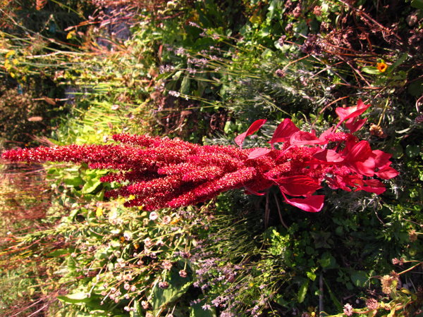 Roter Dom  (Amaranthus hypoch. convar. erythrostachys)