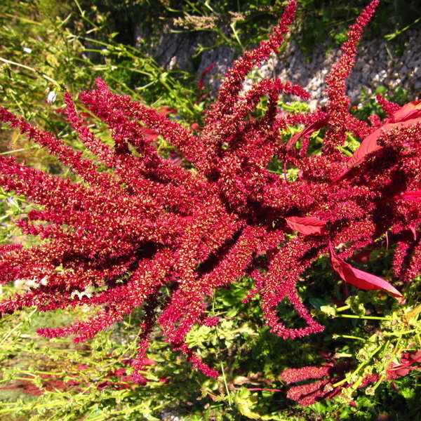 Roter Dom  (Amaranthus hypoch. convar. erythrostachys)