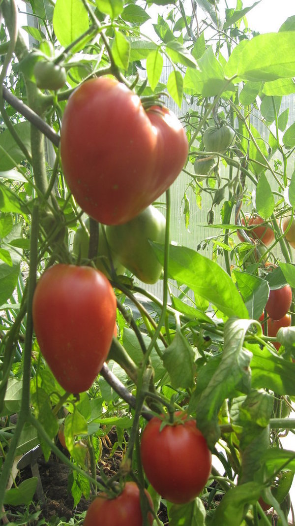 Ochsenherz Tomate