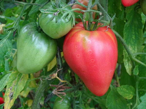 Ochsenherz Tomate
