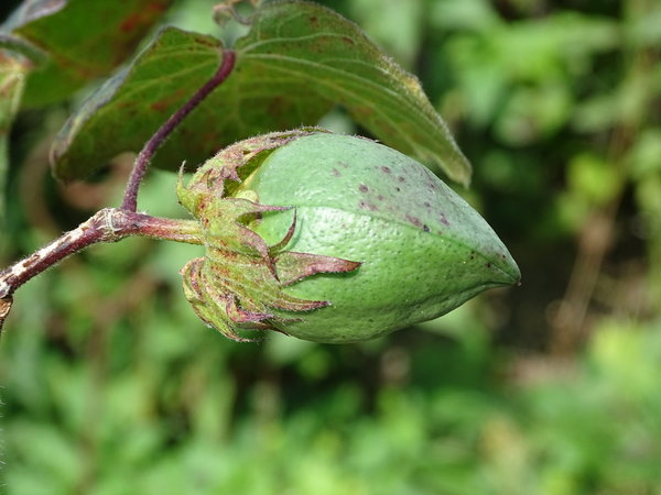 Baumwolle  (Gossypium herbaceum)