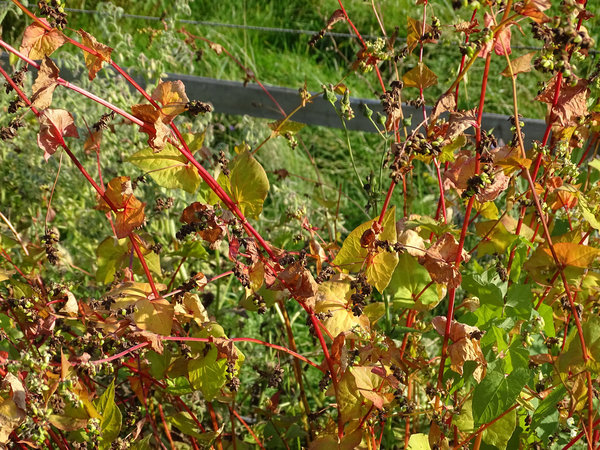 Buchweizen, tartarischer (Fagpyrum tartaricum)