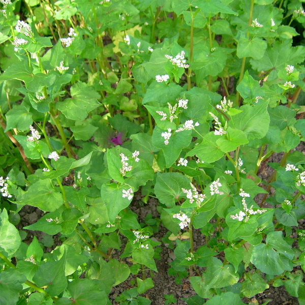 Buchweizen, echter (Fagopyrum exculentum)