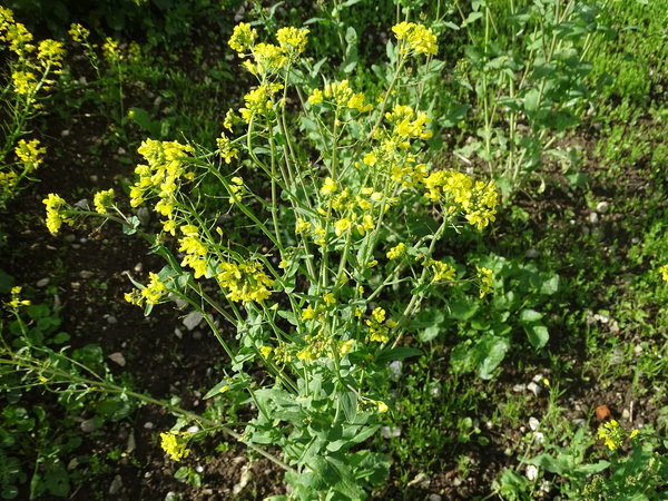 Bayrische Rübe  (Brassica rapa L. ssp. Rapa)