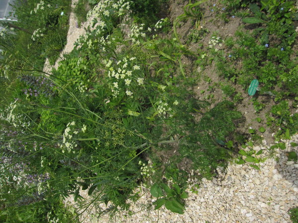 Kerbelrübe (Chaerophyllum bulbosum)