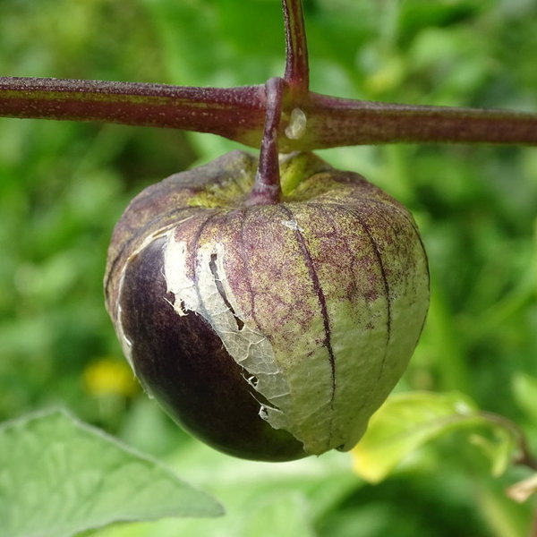 Tomatillo (Physalis ixocarpa)