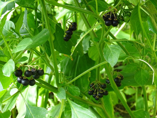 Schwarzbeere (Solanum burbankii)