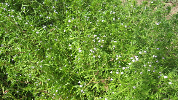 Bohnenkraut, einjähriges (Satureja hortensis)