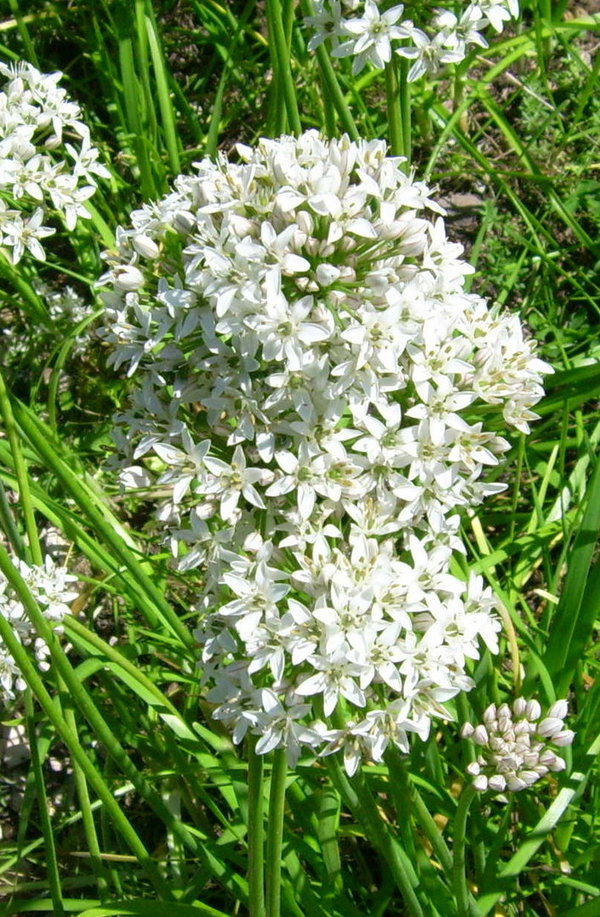 Chinesischer Lauch (Allium odorum)