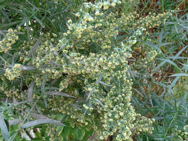 Estragon, russischer (Artemisia dracunculus)