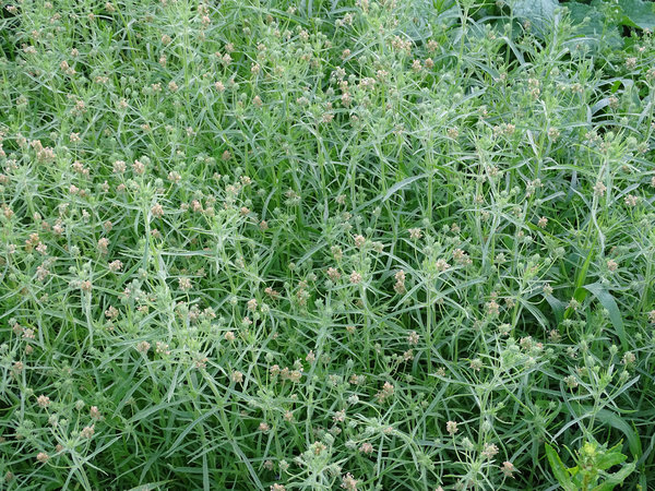 Flohsamen (Plantago psyllium)