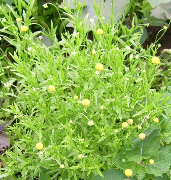 Gummibärchenpflanze (Cephalophora aromatica)