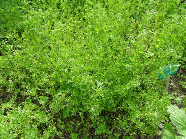 Kresse, Einfache- (Lepidium sativum)