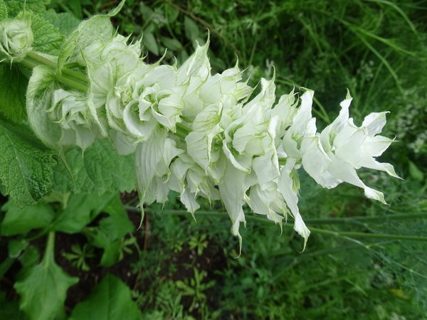 Muskatellersalbei, weißer (Salvia sclarea Vatican White)