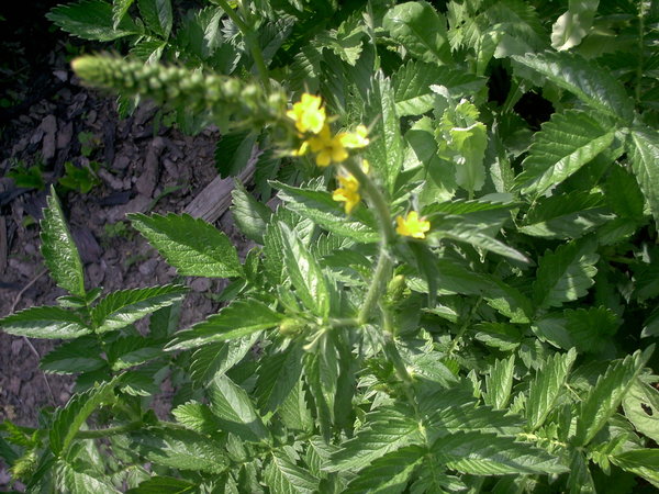 Odermennig (Agrimonium eupatoria)
