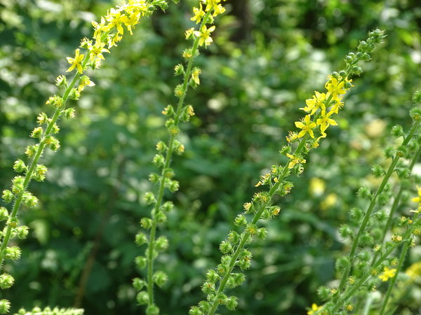 Odermennig (Agrimonium eupatoria)