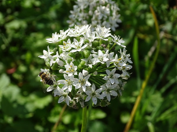 Schnittknoblauch Knolau (Allium tuberosum)