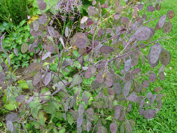 Silberblatt (Lunaria annua)