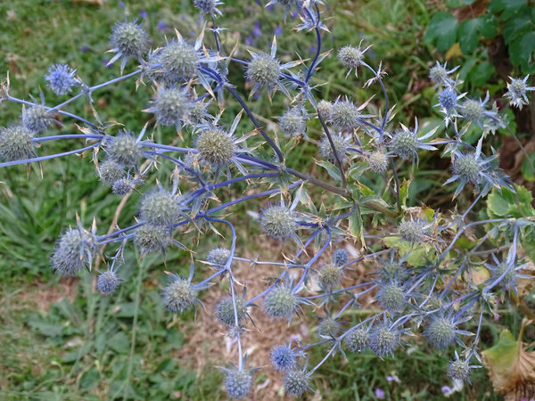 Blaue Edeldistel (Eryngrium planum)