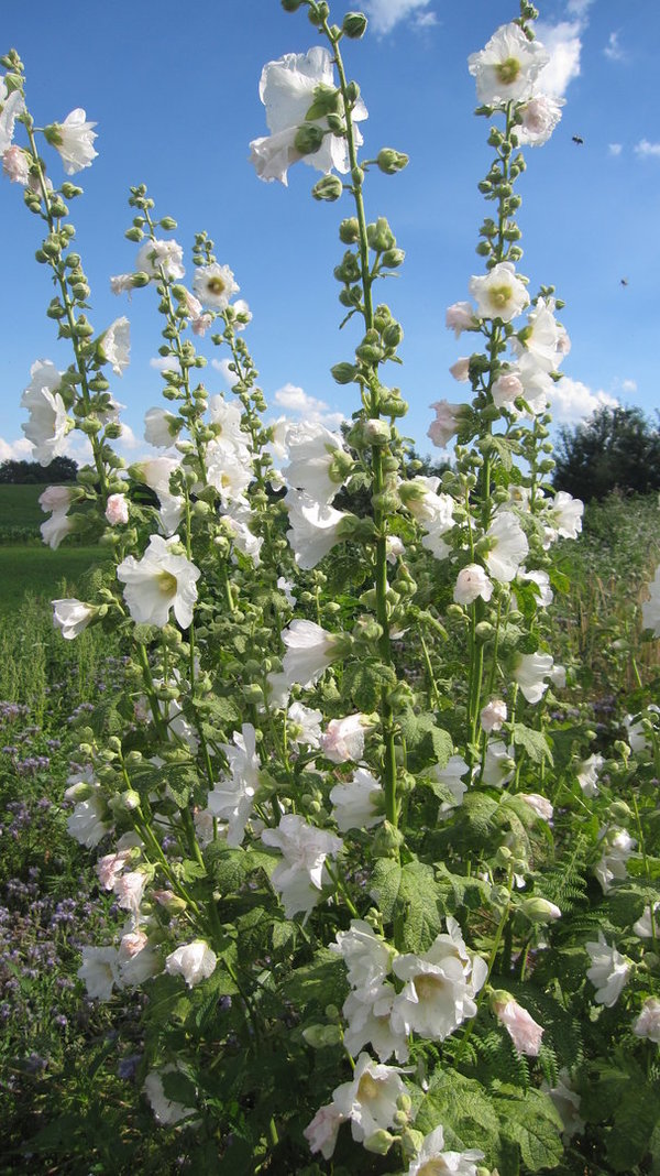 Stockrose, weiße (Alcea rosea)