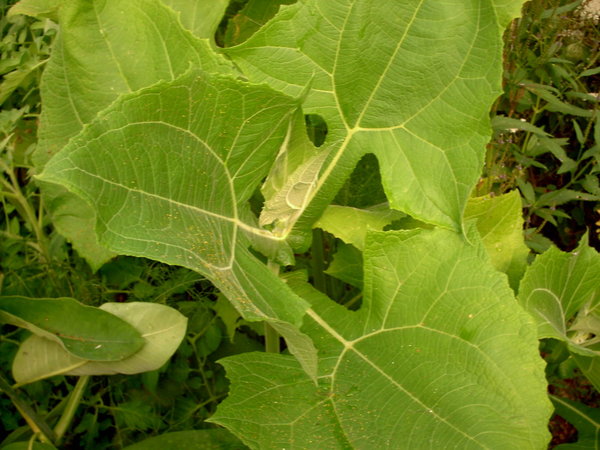 Yacon Rojo, (Poymnia sonchifolia)