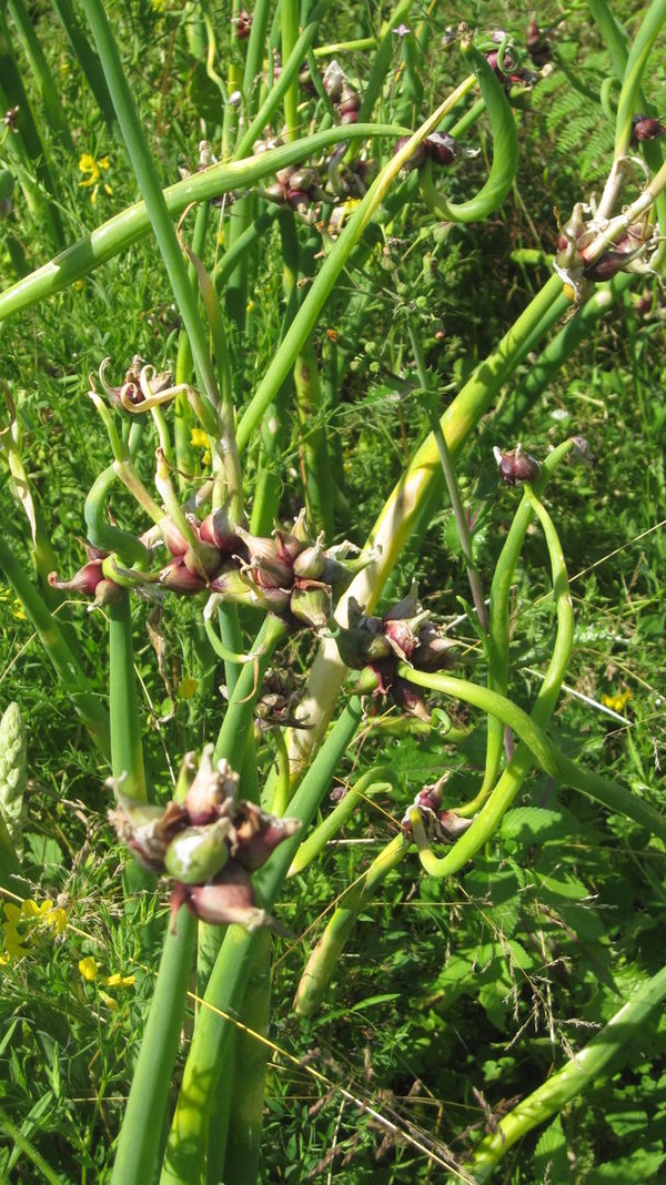 Etagenzwiebel (Allium proliferum)