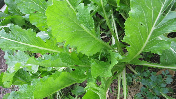 Rübenblätter (Brassica rapa)