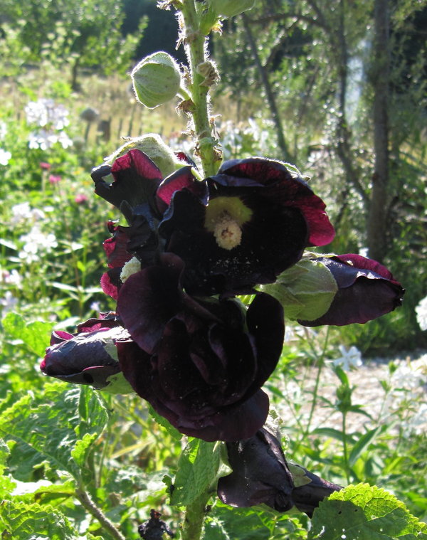 Stockrose, schwarze (Alcea rosea var. nigra)