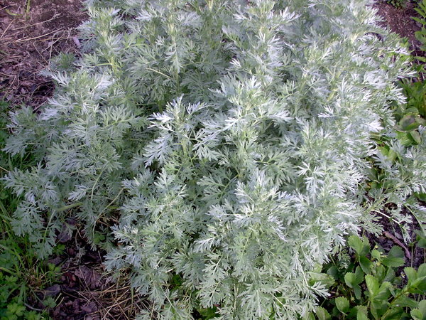 Wermut, großblättriger (Artemisia absinthum)