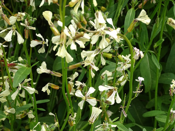 Erdnuss-Rucola (Eruca sativa)