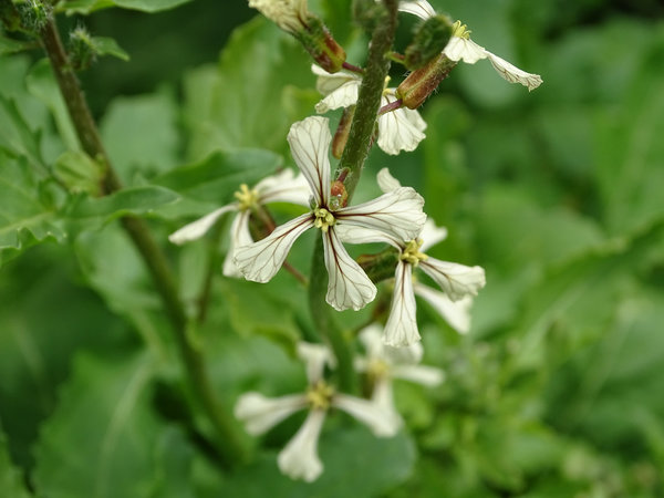 Erdnuss-Rucola (Eruca sativa)