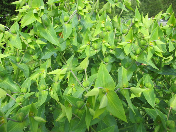 Kreuzblättrige Wolfsmilch (Euphorbia lathyris)