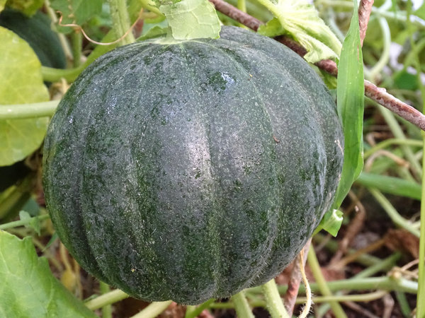 Noir des Carmes (Melone)